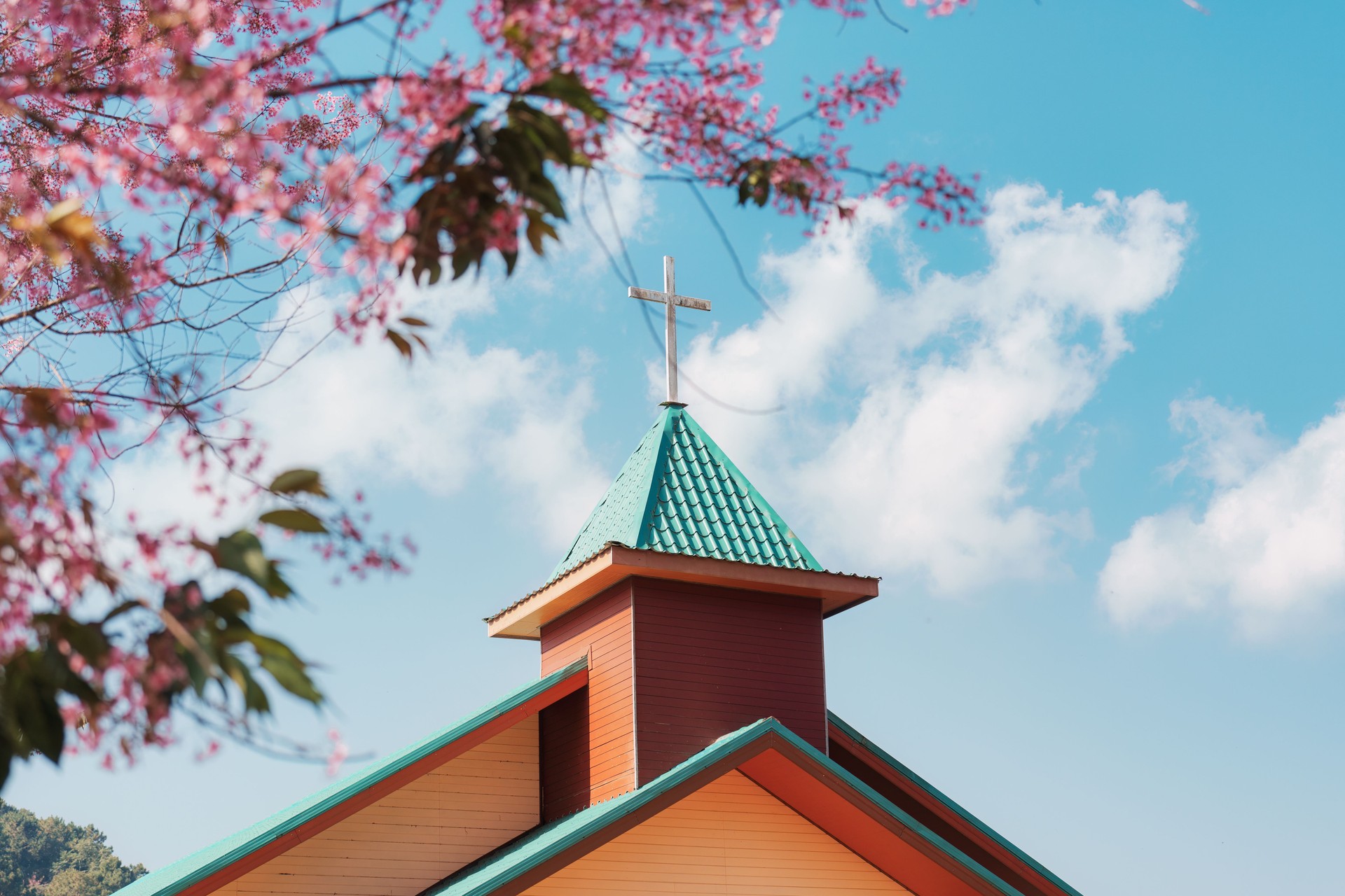 Christian church with cross and wild himalayan cherry blooming on sunny day